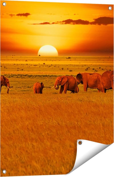 Gards Tuinposter Olifanten in het Wild - Zonsondergang - 60x80 cm - Tuindoek - Tuindecoratie - Wanddecoratie buiten - Tuinschilderij