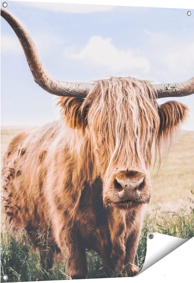 Gards Tuinposter Schotse Hooglander Koe in de Wei - 80x100 cm - Tuindoek - Tuindecoratie - Wanddecoratie buiten - Tuinschilderij
