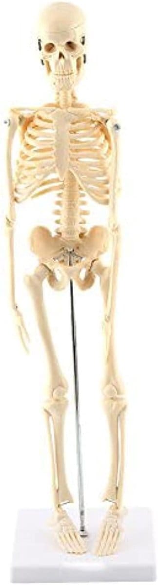 Human Skeleton Anatomical Model - Levensgrote Skelet - 17.7 Inch Anatomisch Onderwijs Hulpmiddel met Basis - PVC - Beweegbare Armen en Benen - Wetenschappelijk Model voor Medische Opleiding en Training
