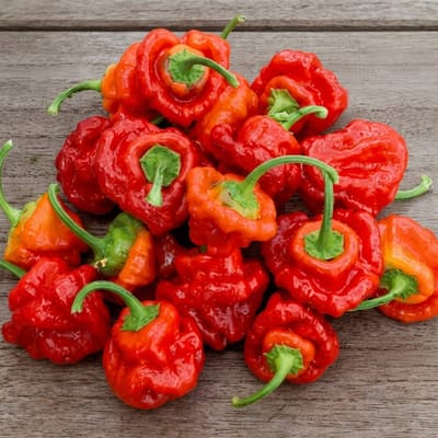 Peper Scotch Bonnet Zaden Capsicum Chinense Eenjarig Rood