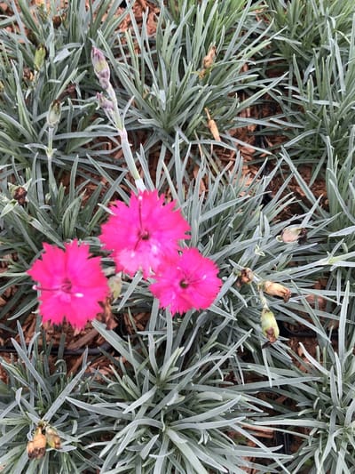 6x Rotsanjer - Dianthus grat. 'Badenia' | 9x9 cm pot