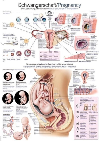 Het menselijk lichaam - anatomie poster zwangerschap (50x70 cm) + ophangsysteem