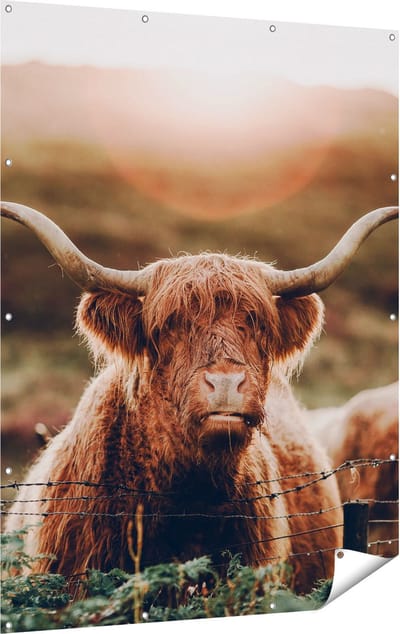 Gards Tuinposter Schotse Hooglander Koe in de Zon - 120x160 cm - Tuindoek - Tuindecoratie - Wanddecoratie buiten - Tuinschilderij