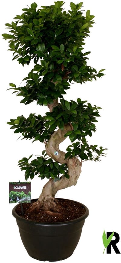 Ficus Microcarpa S-type in kunststof sierpot 140 cm – Kamerplant – Vers Van De Kweker – Potmaat Ø40 cm