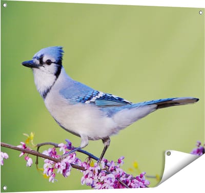 Gards Tuinposter Blauwe Gaai Vogel op een Tak - Kleur - 100x80 cm - Tuindoek - Tuindecoratie - Wanddecoratie buiten - Tuinschilderij
