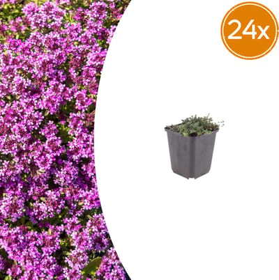 Tuinplantenshop.com | Thymus praecox 'Coccineus' | 24 stuks - Ø9cm - 10-25cm hoog - Tuinplant
