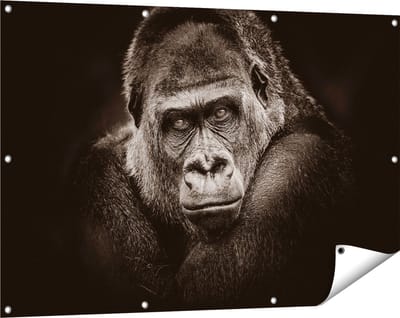 Gards Tuinposter Gorilla - Zwart Wit - 120x80 cm - Tuindoek - Tuindecoratie - Wanddecoratie buiten - Tuinschilderij