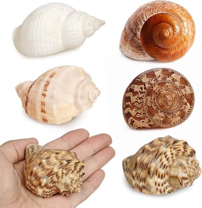 Heremietkreeft Schelpen - Krabben Huisjes - Huisdier Verzorging - Natuurlijk Geselecteerd - 3-35 Inch - Gemengd