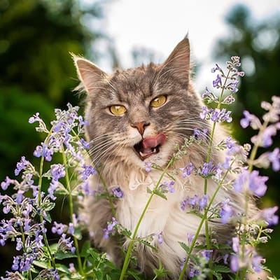 Kruiden zaden - Kattenkruid