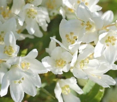 Deutzia gracilis 'Nikko' - Bruidsbloem 25 - 30 cm in pot