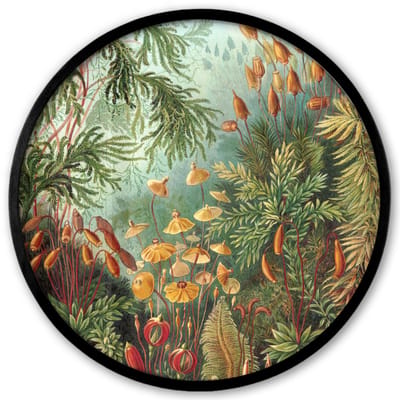 Poster in lijst Rond - Fotolijst 40x40 cm - Posters - Oude meesters - Kunst - Muscinae - Haeckel - Ronde posterlijst zwart - Decoratie - Wanddecoratie woonkamer - Muurdecoratie slaapkamer