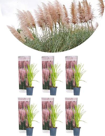 Bloomique - Set van 6 - Cortaderia Rosea - Roze - Pampasgras - Siergrassen - Winterhard - Hoogte 20-30 cm - Pot 9 cm