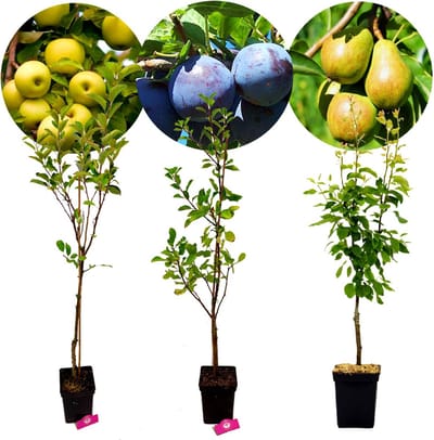 Set van 3 fruitbomen - 1 Appel, 1 Peer, 1 Pruim - Hoogte +100cm - 5 Liter pot - Mix C