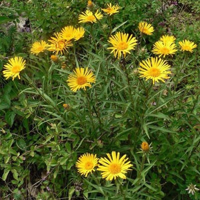 6 x Inula Ensifolia - Alant pot 9x9 cm- Zonnige Geelbloeiende Plant