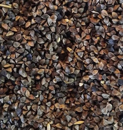 Reniers Fishing Gekuiste Boekweit – Natuurlijke Partikel voor Karper en Zoekvoer-effect - Maat : 3 Kilo