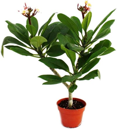 Tropische Plant - Bloeiende Boom - Huis Vergroenen - Verrassingskleur - 2.5 kg - Groen