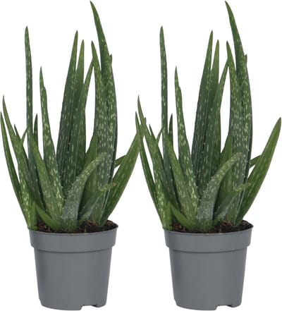 Plant in a Box - Set van 2 Aloë Vera - Kamerplanten - Succulenten - Pot 10,5cm - Hoogte 25-40cm