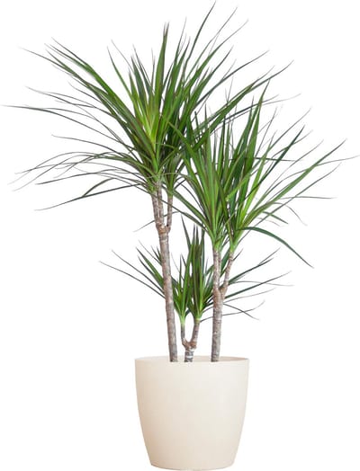 Dracaena Marginata met Viber wit - 95cm - Ø21