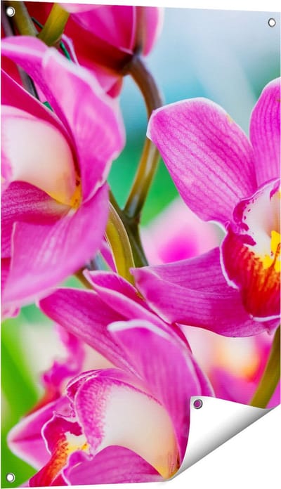 Gards Tuinposter Licht Paarse Orchidee Bloemen - 60x90 cm - Tuindoek - Tuindecoratie - Wanddecoratie buiten - Tuinschilderij