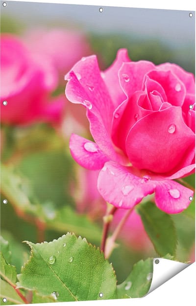 Gards Tuinposter Roze Roos met Waterdruppels - 90x120 cm - Tuindoek - Tuindecoratie - Wanddecoratie buiten - Tuinschilderij