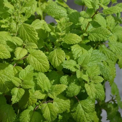 Citroenmelisse (Melissa officinalis) - - (Potplant) - Vaste planten - Bijen-Vlinders - Geurend - Bodembedekkers - Zomerbollen - Voorjaarsbollen