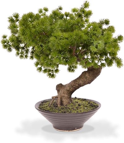 Pinus Bonsai kunstplant 38cm in kweekpot 14cm