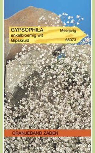 Oranjebandzaden -  Gypsophila, Gipskruid enkelbloemig wit