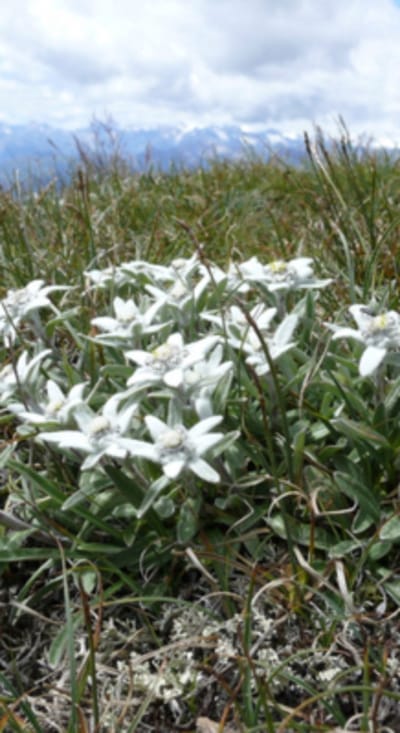 6 x LEONTOPODIUM ALPINUM - EDELWEISS , ALPEN EDELWEISS - pot 9 x 9 cm