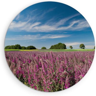 Saammp Muurcirkel Hout - Lavendel met mooie blauwe lucht - Natuur - Landschap - Ø 90 - Wandcirkel - Wanddecoratie Cirkel - Muurdecoratie Woonkamer - Slaapkamer decoratie - Rond Schilderij
