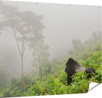 Gards Tuinposter Gorilla in het Woud tijdens de Mist - 150x120 cm - Tuindoek - Tuindecoratie - Wanddecoratie buiten - Tuinschilderij
