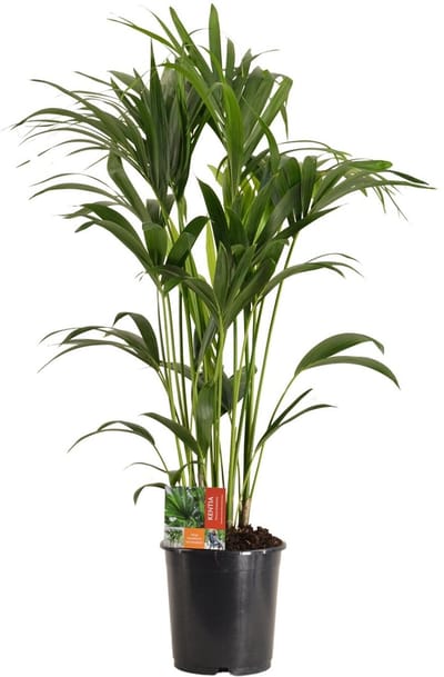 Howea Forsteriana 120 cm – Ø 24 cm – Duurzame Kamerplant voor Beginners