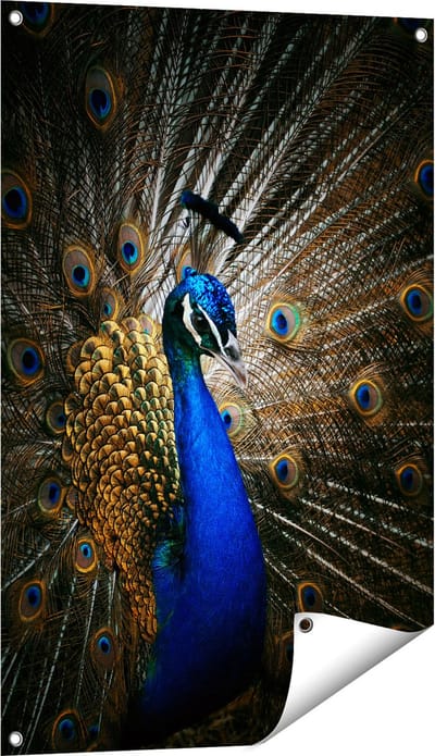 Gards Tuinposter Blauwe Pauw met Grote Veren - 60x90 cm - Tuindoek - Tuindecoratie - Wanddecoratie buiten - Tuinschilderij