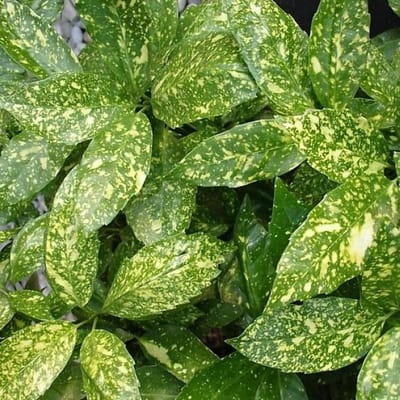 Aucuba Japonica 'Variegata' - Broodboompje; Bonte Japanse broodboom 30-40 cm pot
