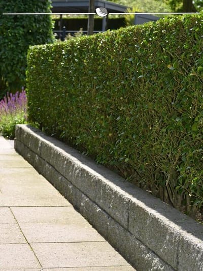 Levensboom Thuja plicata Atrovirens 140-160 cm, 8x Haagplant