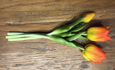 Countryfield - Reeltouch tulpen - greigii oranje - 28 cm