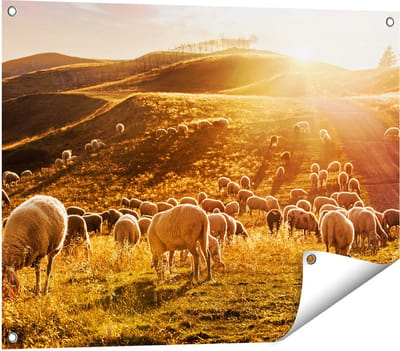 Gards Tuinposter Schapen in de Heuvels bij Zonsondergang - 80x60 cm - Tuindoek - Tuindecoratie - Wanddecoratie buiten - Tuinschilderij