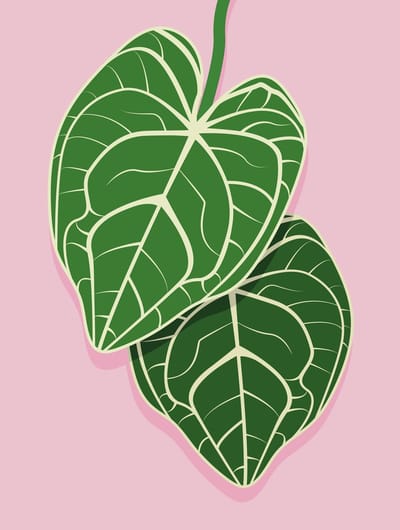 Poster 30x40 cm - Anthurium Bladeren - Planten - Groen - Roze - Botanisch - Minimalistisch - Muurdecoratie - Wanddecoratie