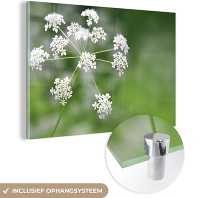 ® Glasschilderij 180x120 cm - Schilderij acrylglas - Een bloeiende kervel bloem in een bos - Foto op glas - Muurdecoratie woonkamer - Wanddecoratie slaapkamer - Schilderijen