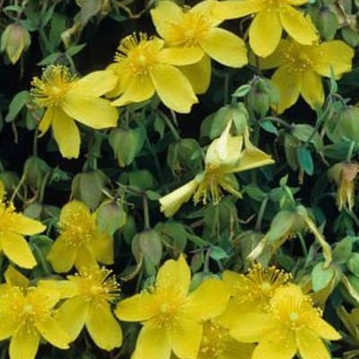 Hypericum Densiflorum 'Buttercup' - Hertshooi - 30-40 cm in pot: Struik met dichte groei van gele bloemen in de zomer.