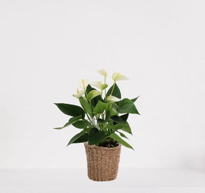 Anthurium Wit in siermand Amber grof – bloeiende kamerplant – flamingoplant – 40-50cm - Ø13 – geleverd met plantenpot – vers uit de kwekerij
