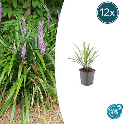 Tuinplantenshop.com | Liriope muscari 'Ingwersen' | 12 stuks - Ø9cm - 10-25cm hoog - Tuinplant