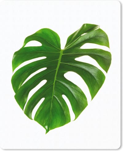Muismat Botanisch - Groot botanisch blad op een blanke achtergrond muismat rubber - 19x23 cm - Muismat met foto