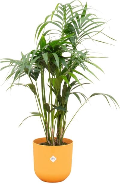 Combi deal - Kentia palm inclusief elho Jazz Round geel Ø26 - 130 cm