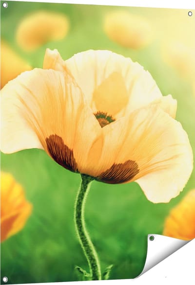 Gards Tuinposter Oranje Klaproos Bloemen - 80x100 cm - Tuindoek - Tuindecoratie - Wanddecoratie buiten - Tuinschilderij