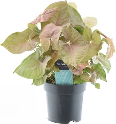 Plantenboetiek.nl | Syngonium Red Heart Feel Green - Ø14cm - 30cm hoog - Kamerplant - Groenblijvend