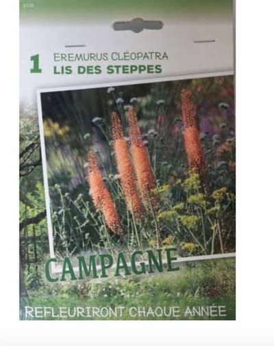 10 stuks Eremurus isab. 'Cleopatra' - Knol