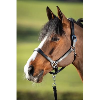 Lederen halster voor paarden HFI Two-Tone