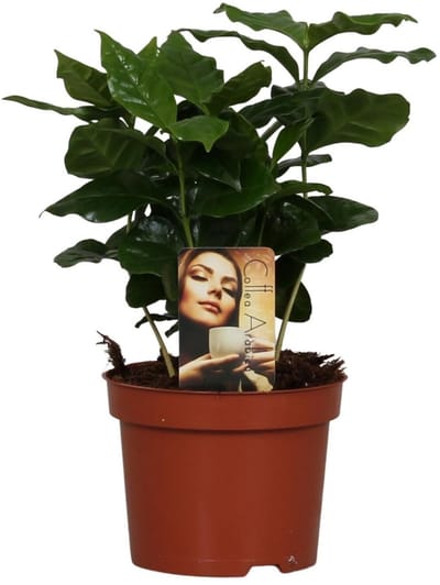 Koffieplant Coffea Arabica - Ø12cm - 25cm - (Ook)-Voor in huis - Vaste planten