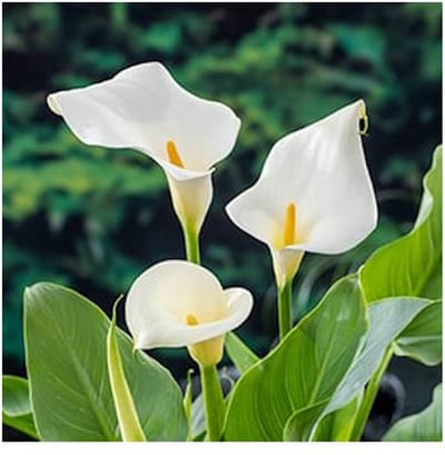 Moerings Zantedeschia Aethiopica | Moeras aronskelk | In 18CM Mand Kant en Klaar