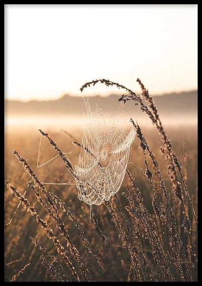 Poster Cobweb - 30x40 cm Met Fotolijst - Ingelijst - WALLLL